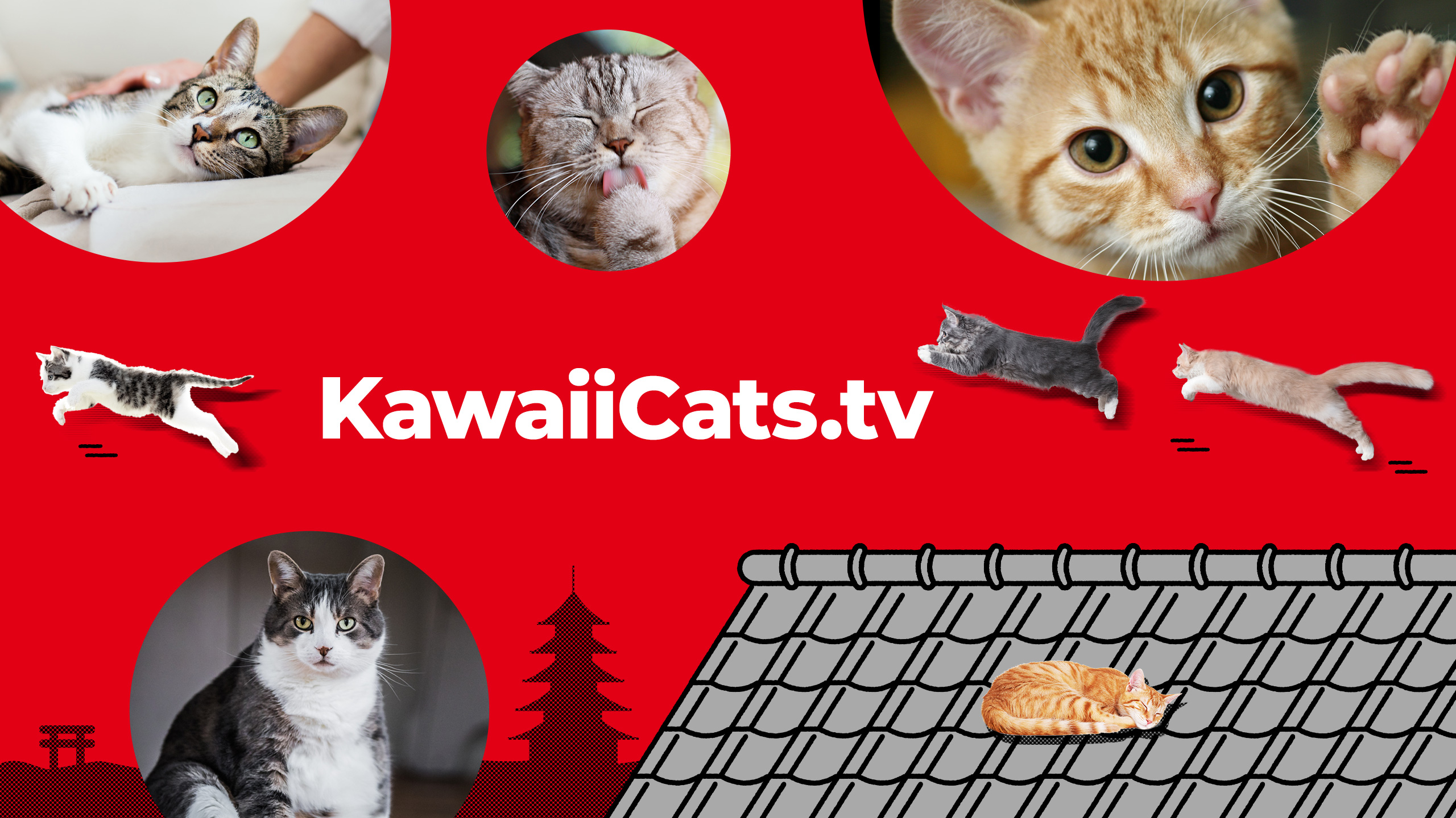 KawaiiCats.tv
